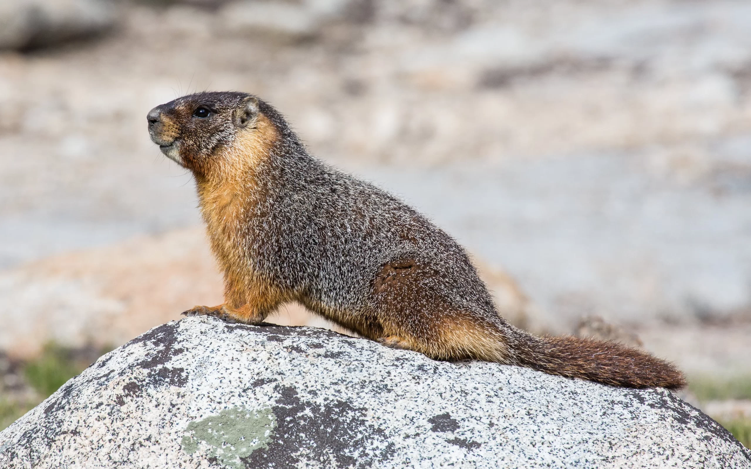 You are currently viewing Surprising Health Benefits of Marmot Ointment